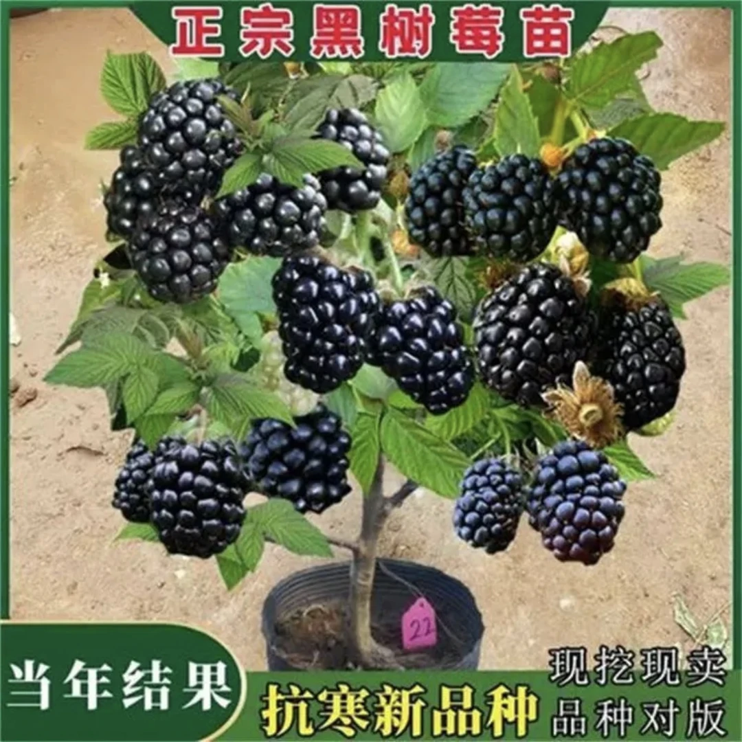 r黑树莓苗黑莓树苗热卖嫁接水果美国当年结果智利黑莓红树莓