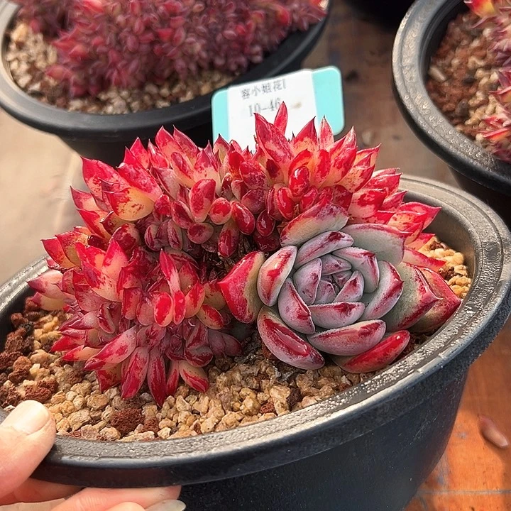 10.46红拉糖带盆