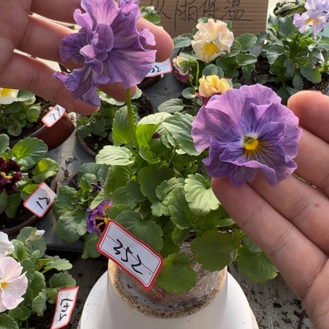 大部分花苞少量开放352