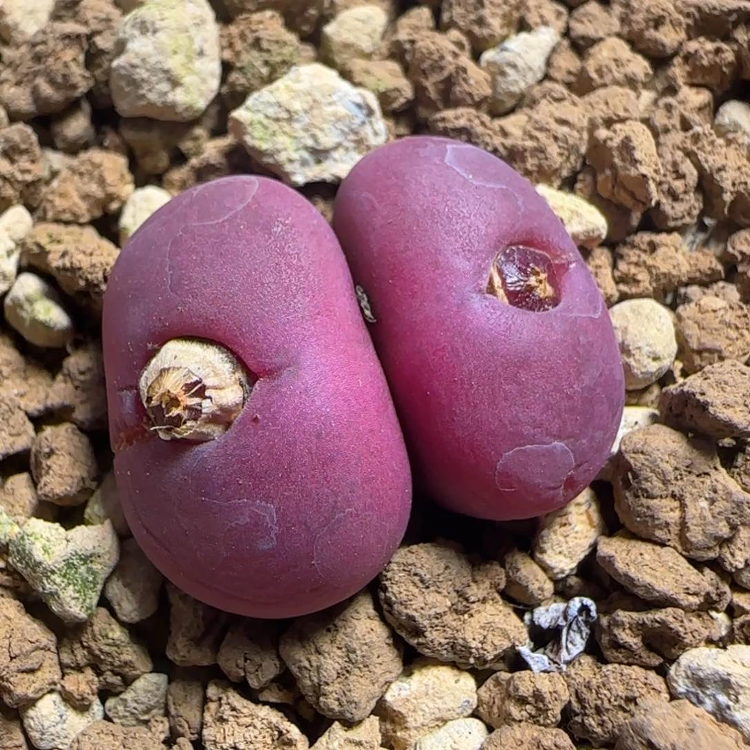 1.24号多肉吕杂81号