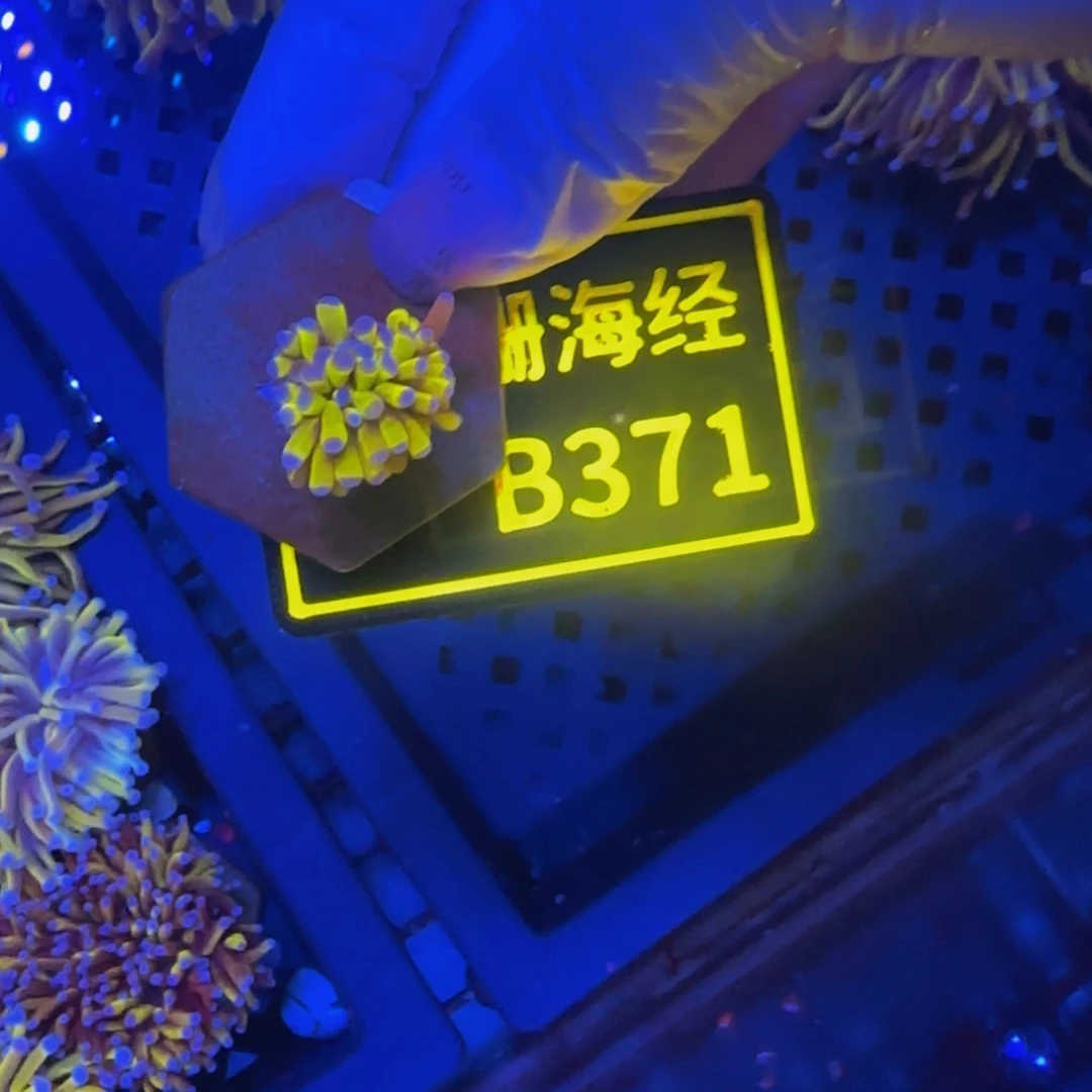 纽扣珊瑚逍**叔晓晓宿务金B371