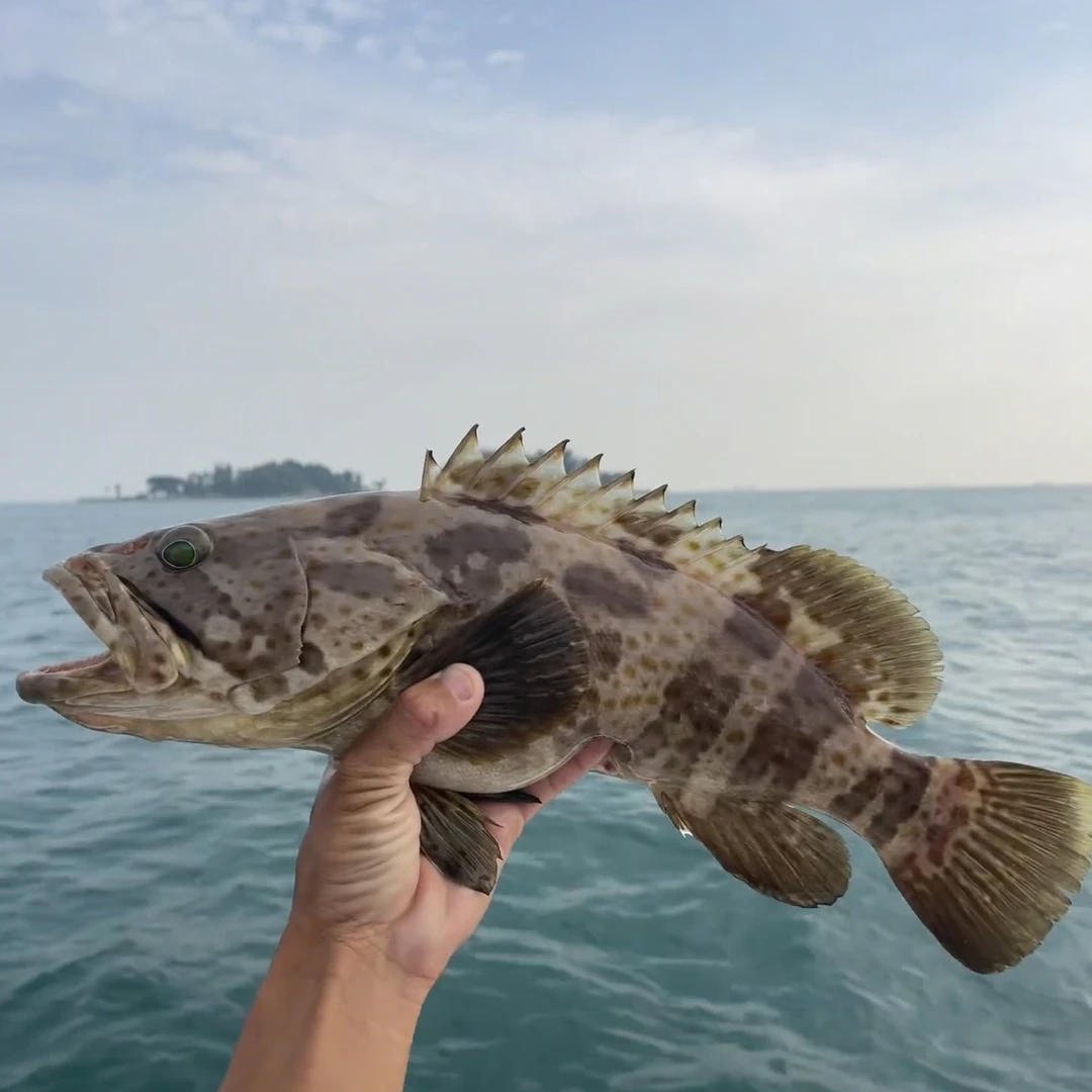 汕尾海域 石斑鱼 青斑鱼 花点斑鱼 滑嫩鲜甜 无小刺无乱刺