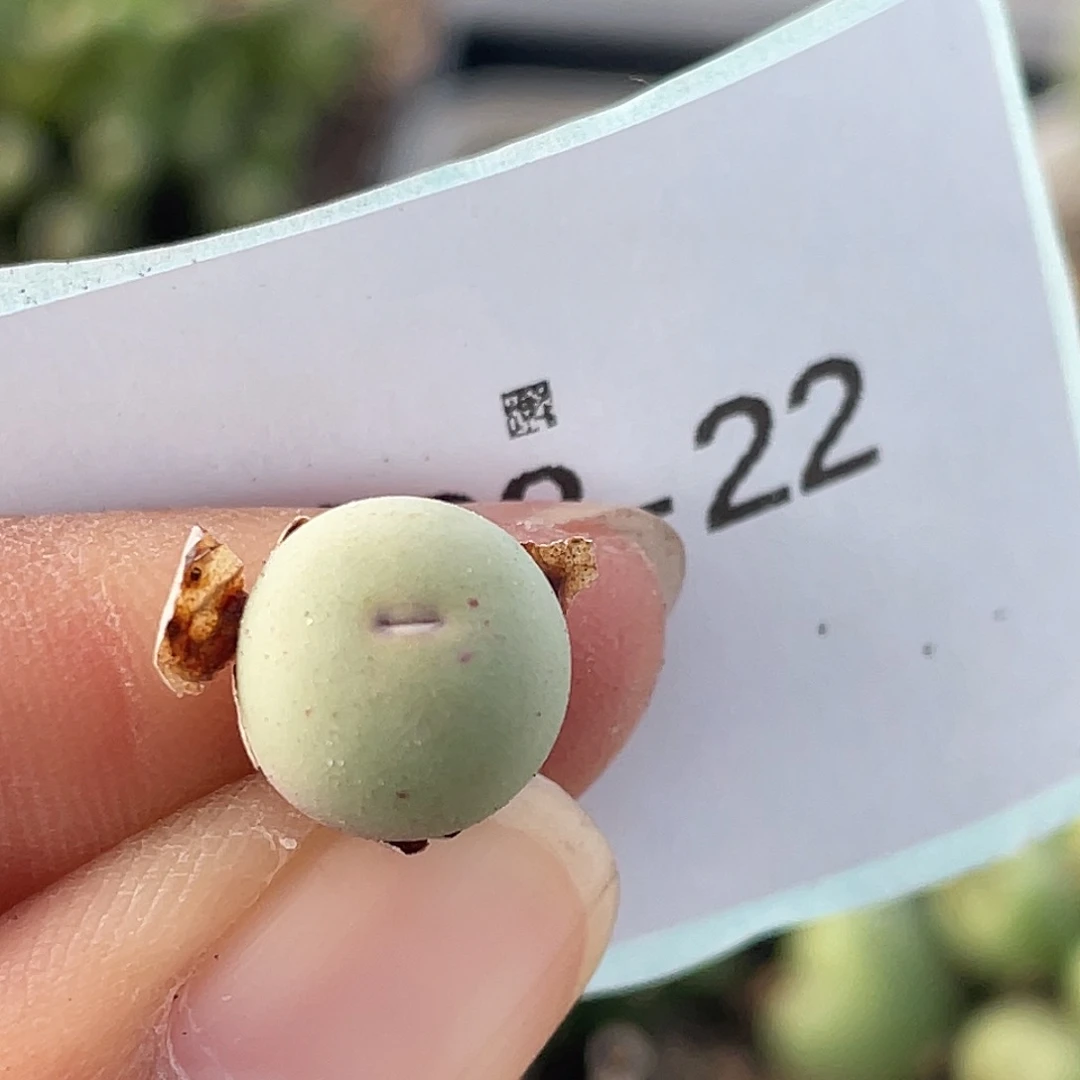 28-22肉锥v嘴多肉植物