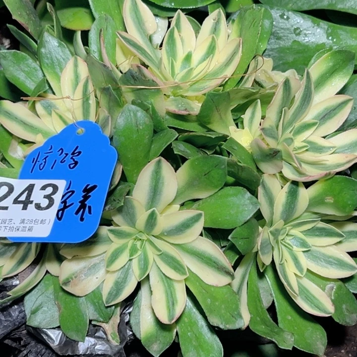 亦****鸿24荷花、多肉植物寄养