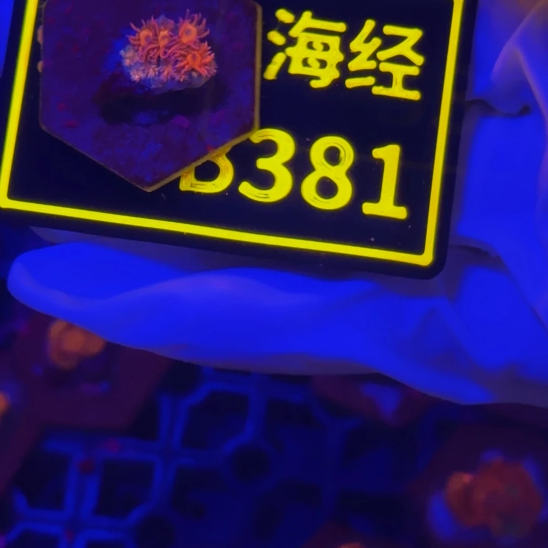 纽扣珊瑚旺***苏晓晓不包邮澳彩切件B381