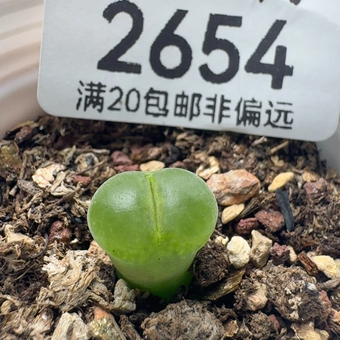 粉女带盆土。