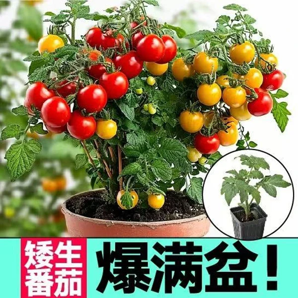红圣女果黄圣女果矮生番茄苗盆栽地栽带土发货易成活适合新手蔬菜