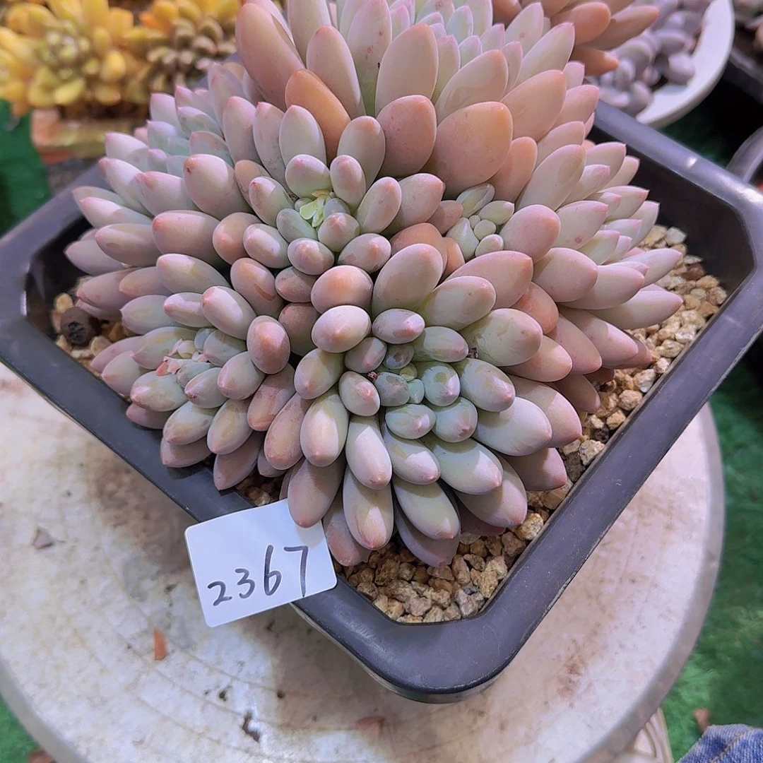 ?****2367杂交多肉植物