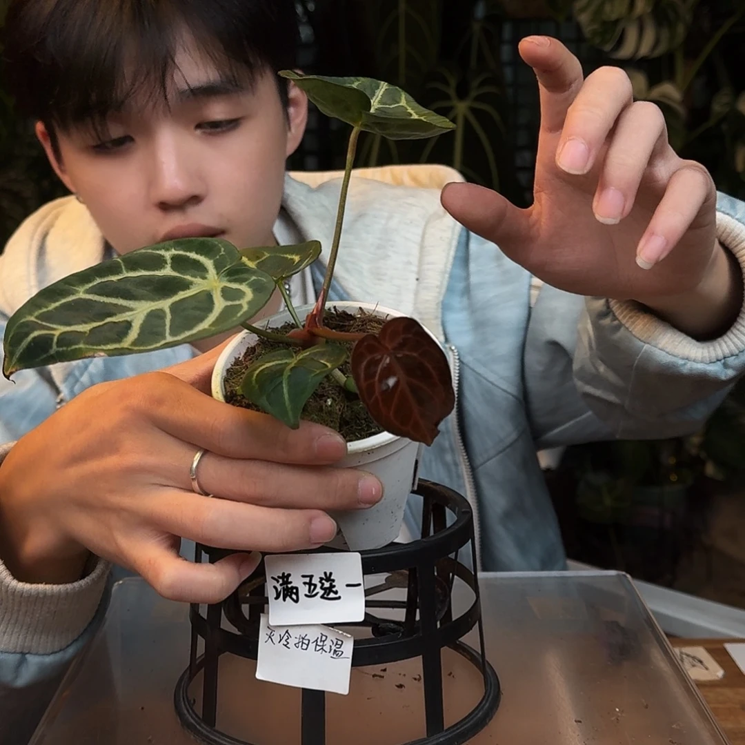 完全开放P19银骑士杂撕裂纹