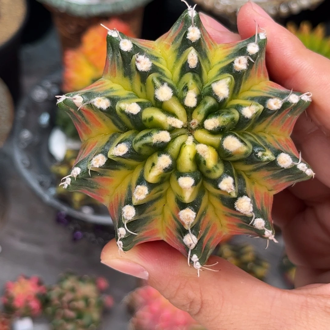 桃太郎后代 米哈仙人球