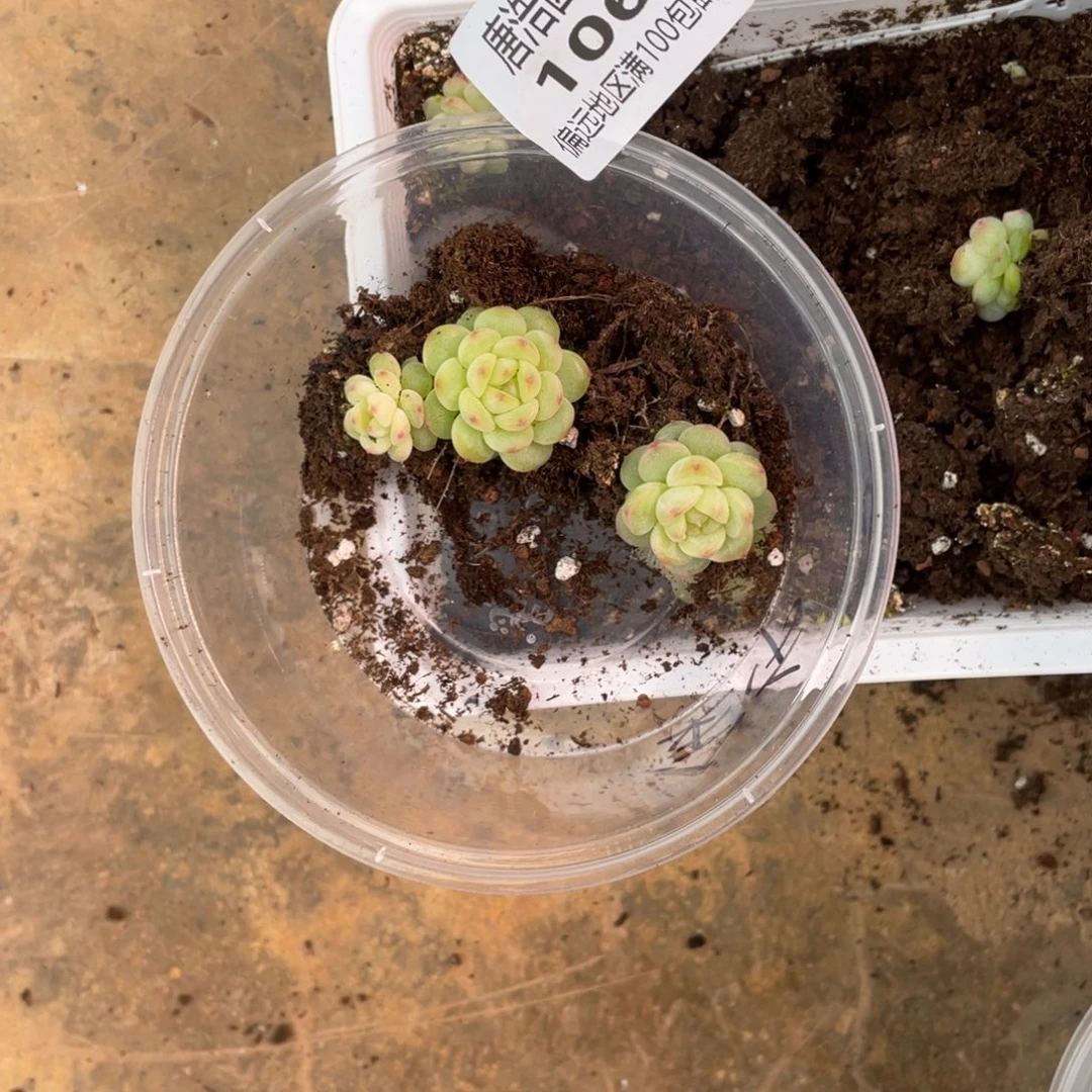 ****珍妮一物一拍106..