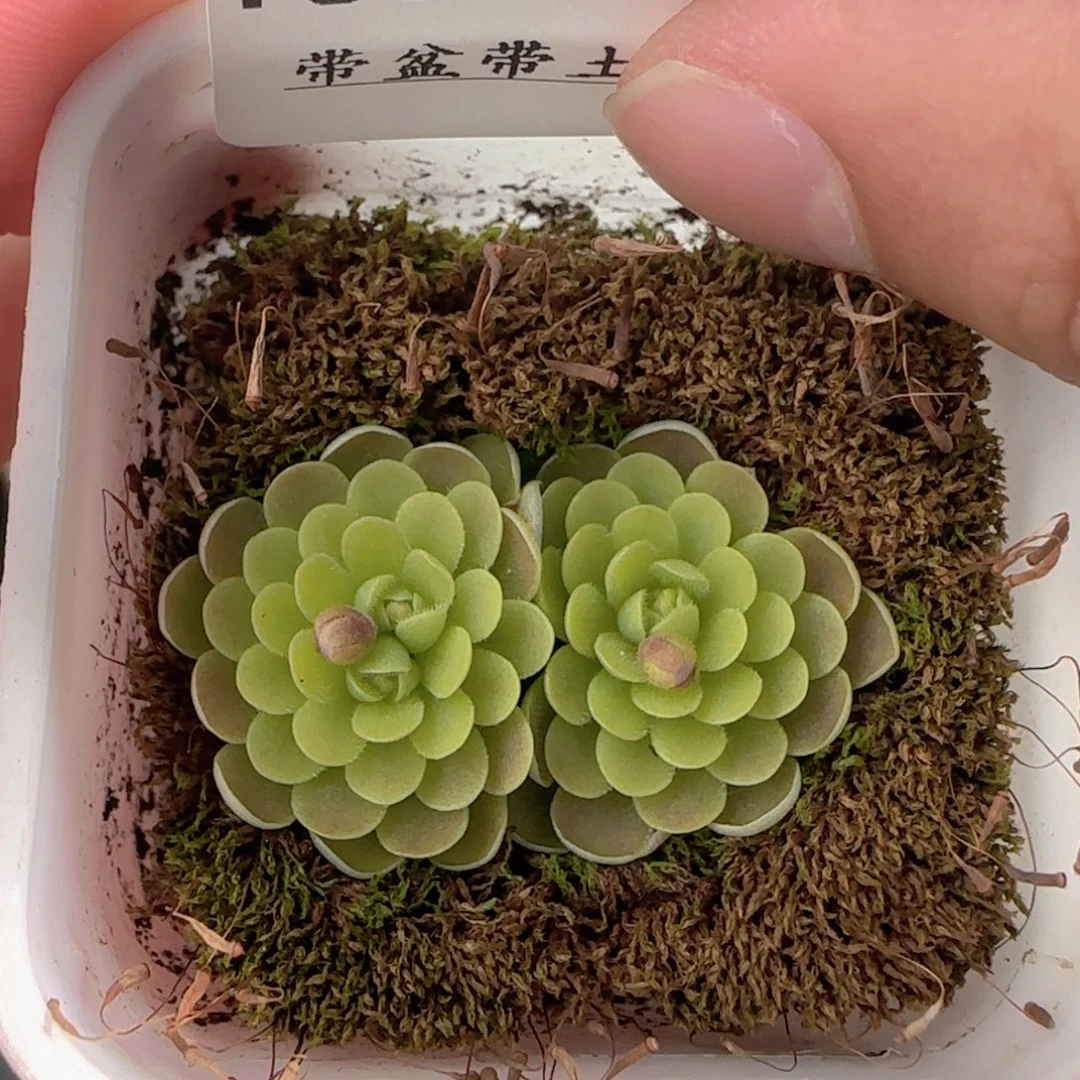 多肉0102-160捕虫堇