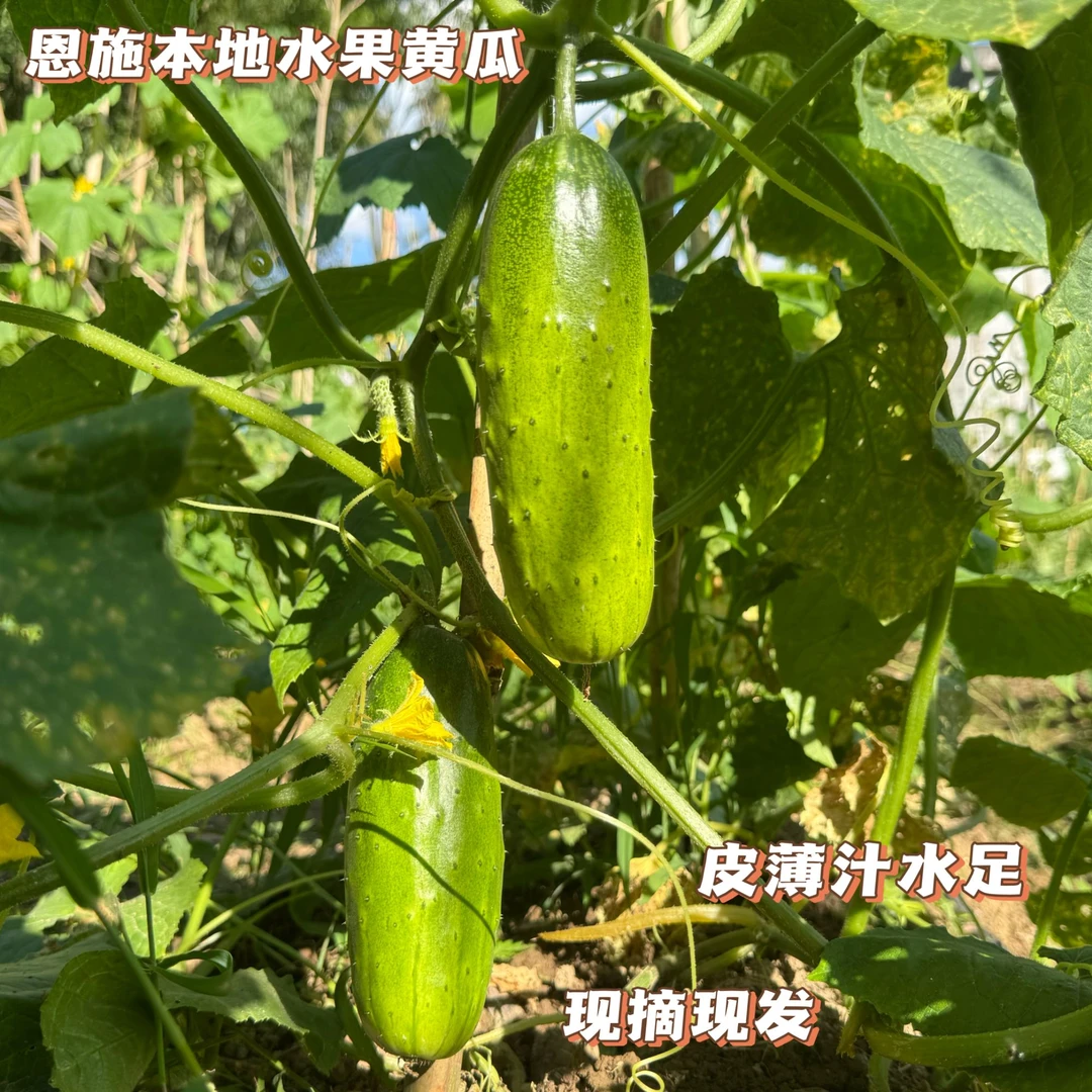 恩施本地新鲜水果黄瓜皮薄肉厚汁水足短粗鲜嫩口感好现摘现发