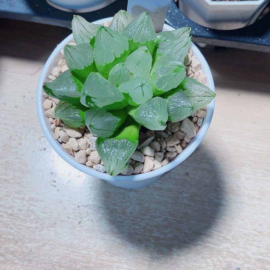 母本冰城寿精品十二卷