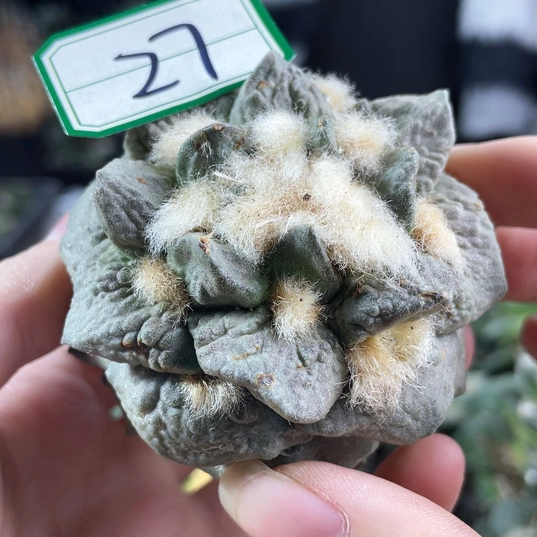 27号自根水泥灰龙牙怒涛