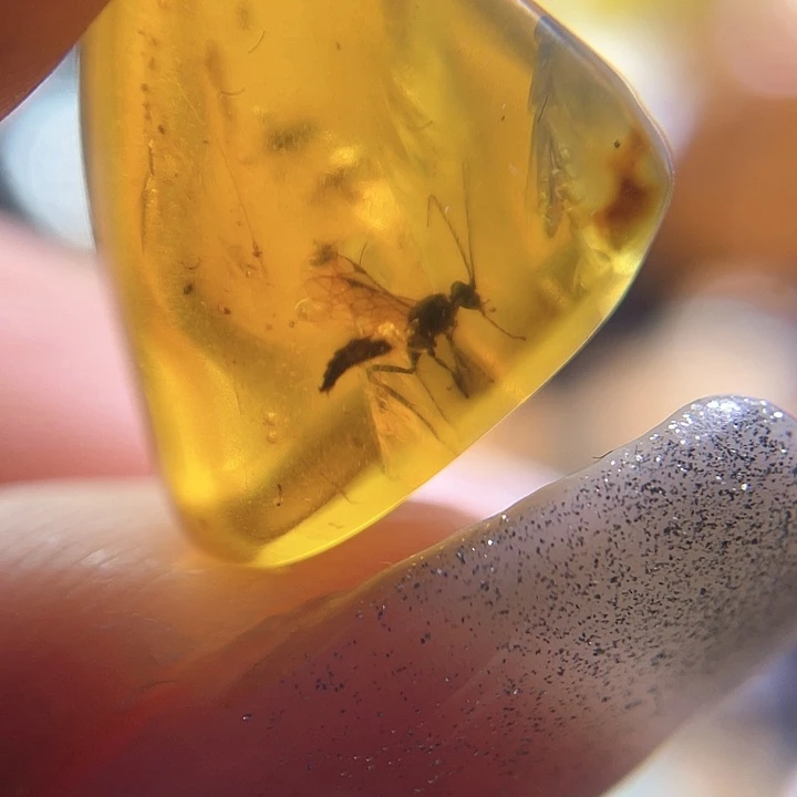 琥珀裸石未镶嵌？