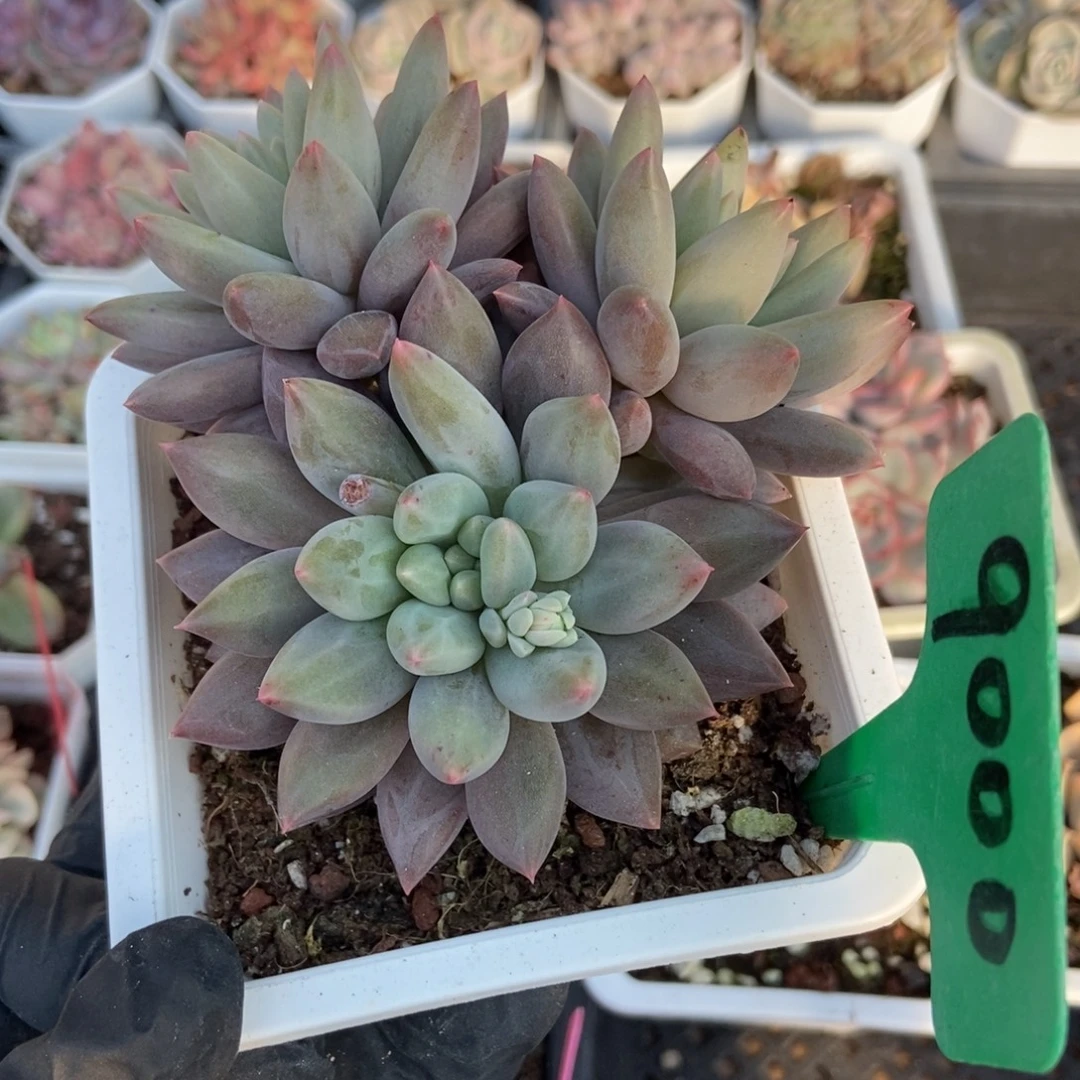 9000车厘子多肉植物