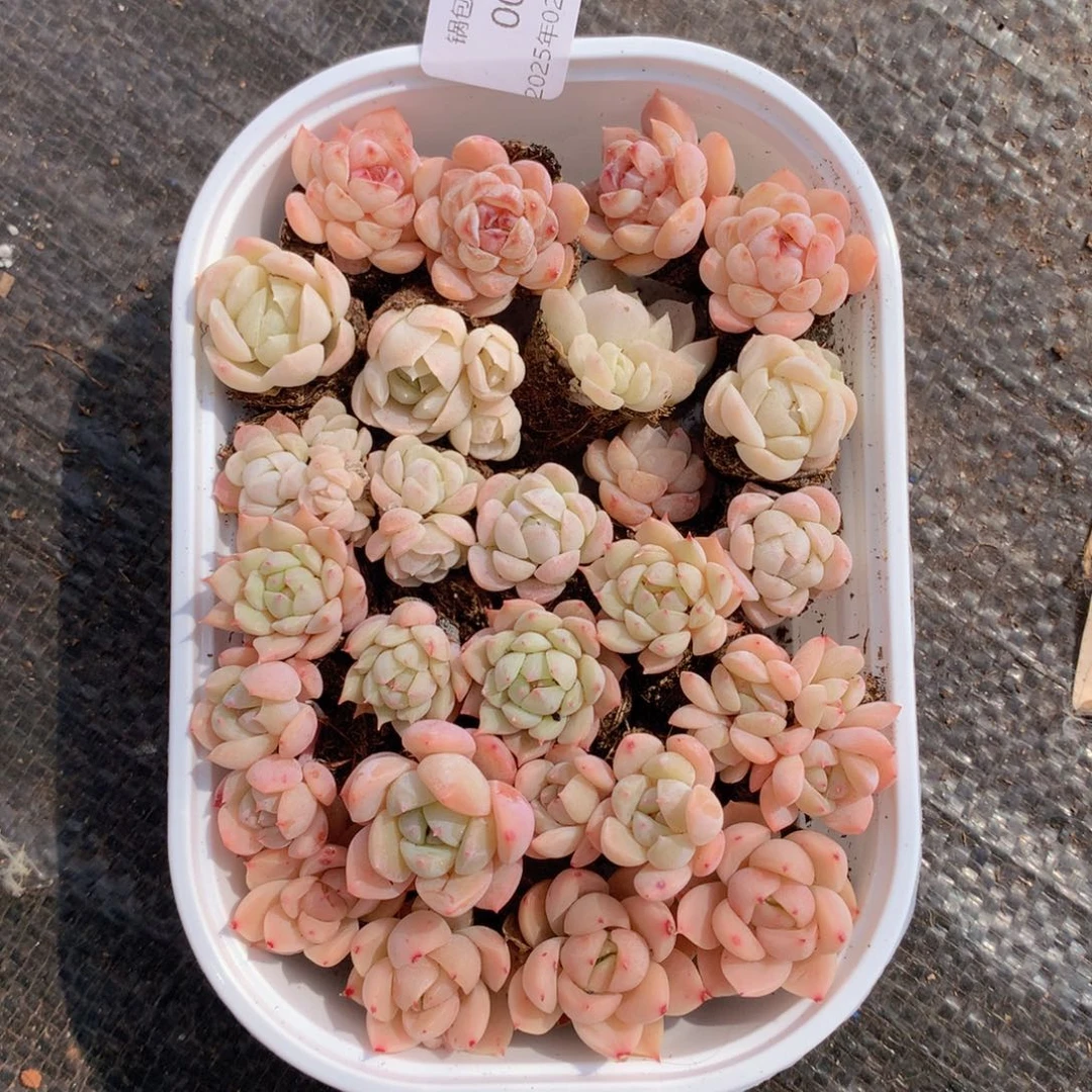 反反复复的感觉真好啊我003