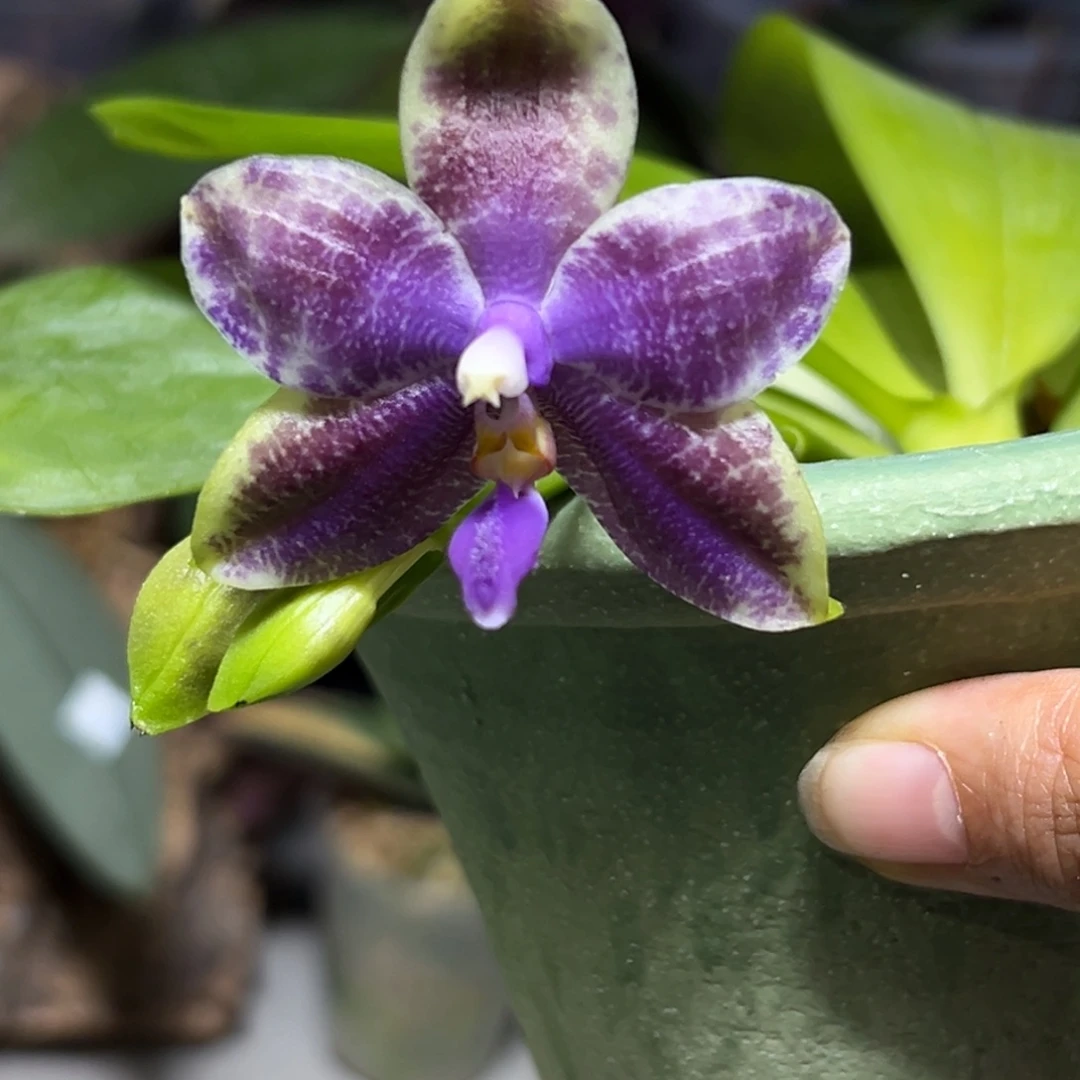 i***y大部分花苞少量开放