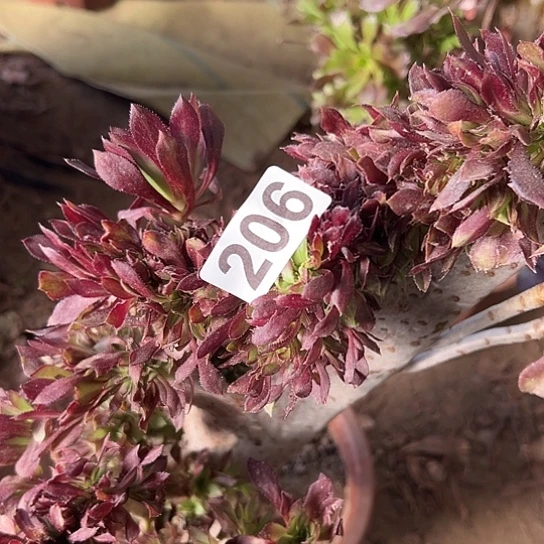 婉***儿多肉植物一个黑法