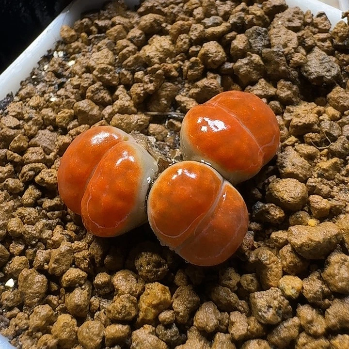 生石花233:：。  11号。 1.0左右