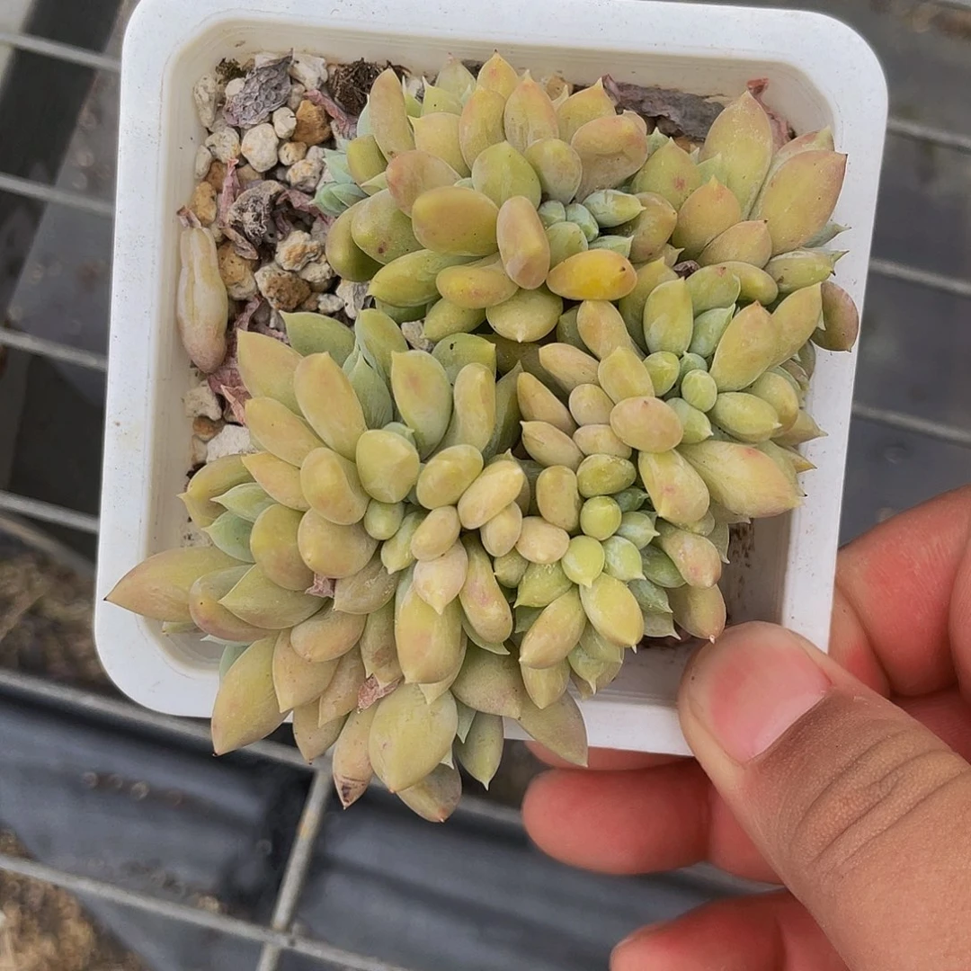 千佰艺园艺哥特缀化