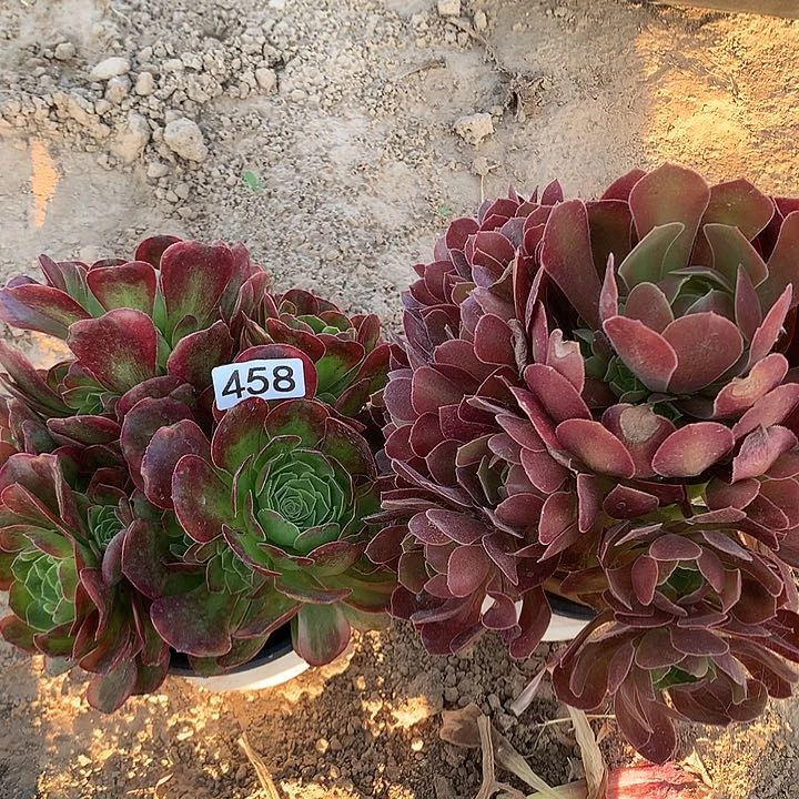 无花朵458奶白➕柠檬玫瑰多肉植物组合1