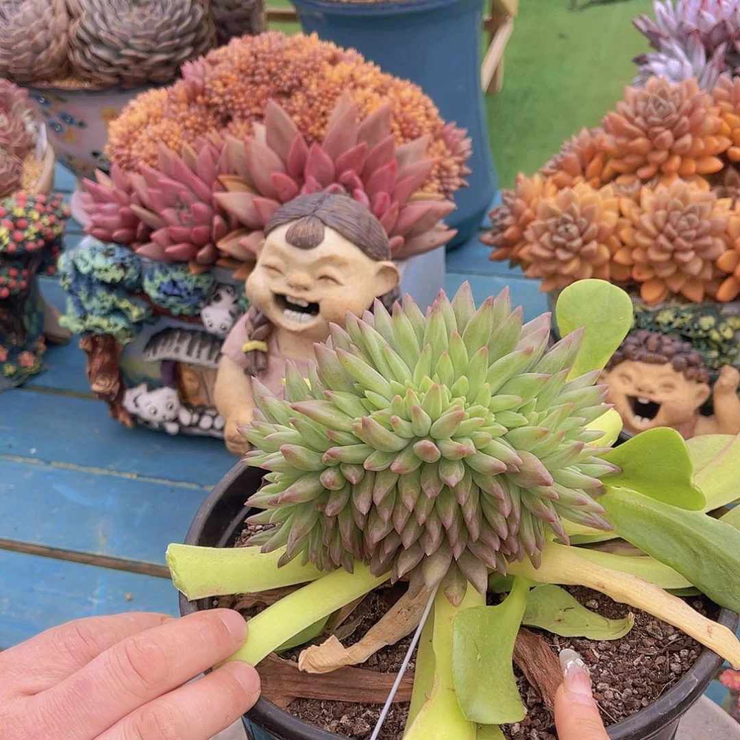 梓*多肉虞美人梓姐