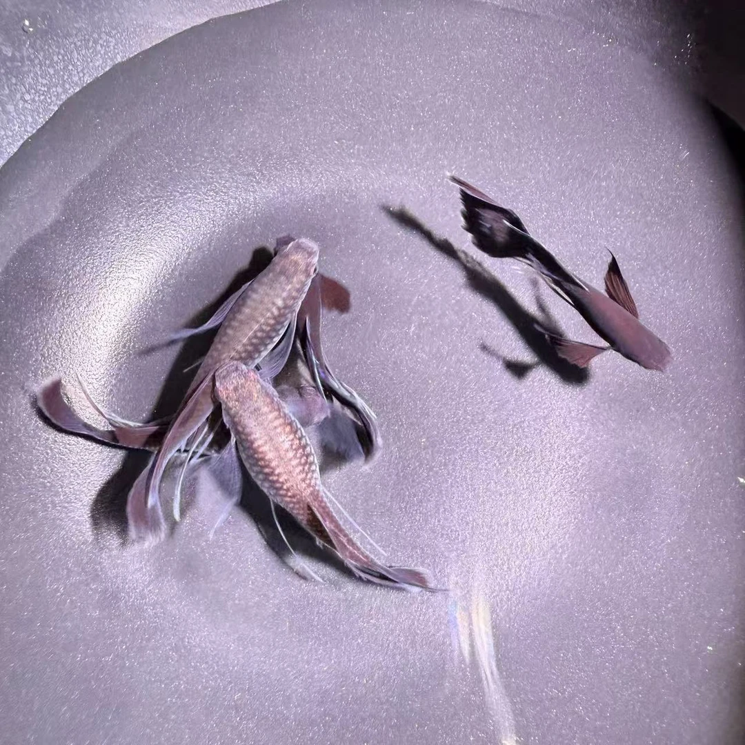 木炭黑大C孔雀鱼 高端孔雀鱼 可繁殖 小型热带鱼 1对/单