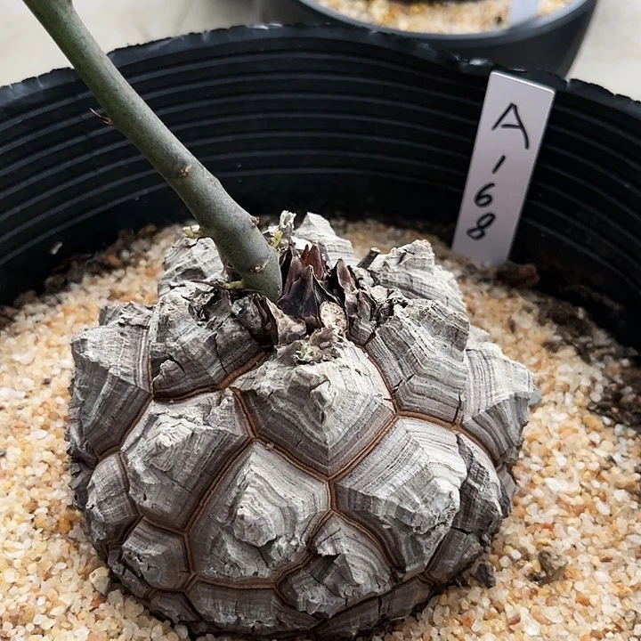 精品足球龟，A168,