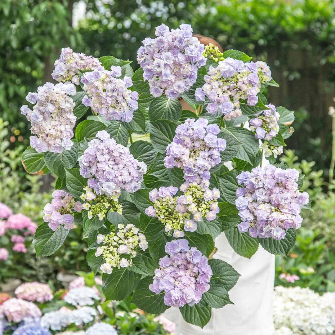 直播特惠 绣球中小苗修剪苗买一送一