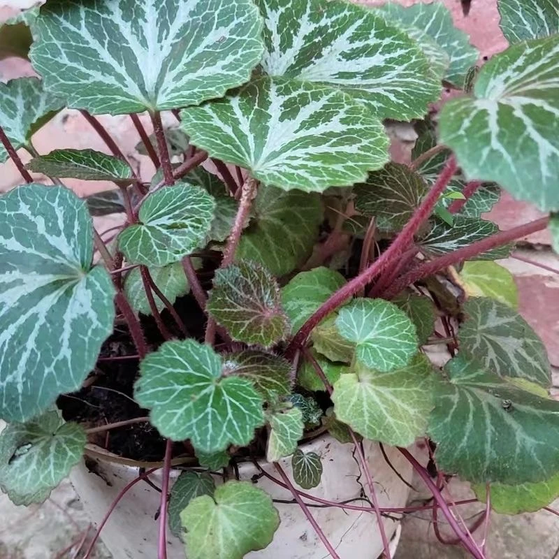 虎耳草盆栽苗 金丝荷叶吸水石 假山附石盆景 攀爬植物 盆栽植物