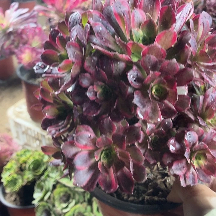 安娜大颗一颗脱土发货