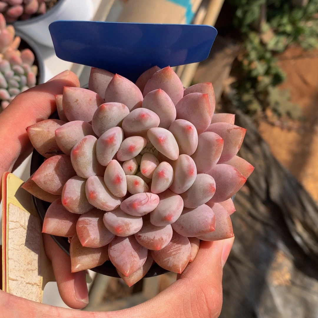 半夏72727272727272