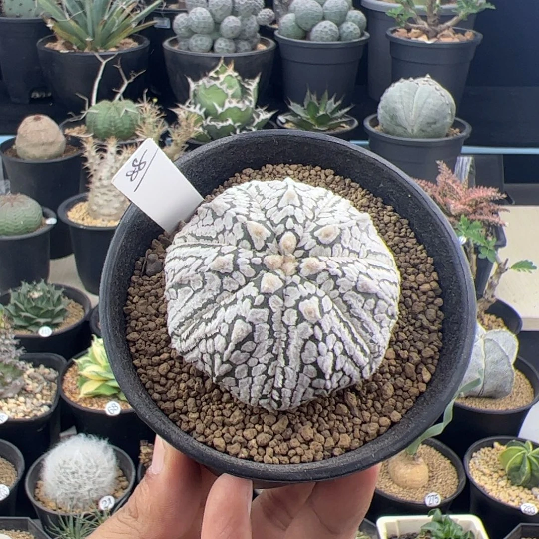 v兜实生4.8一物一拍