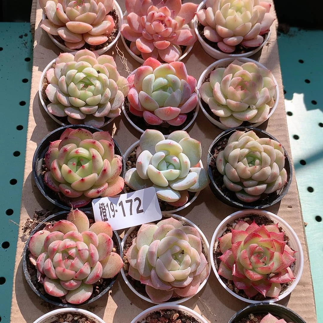 19-172一物一拍带盆18颗。