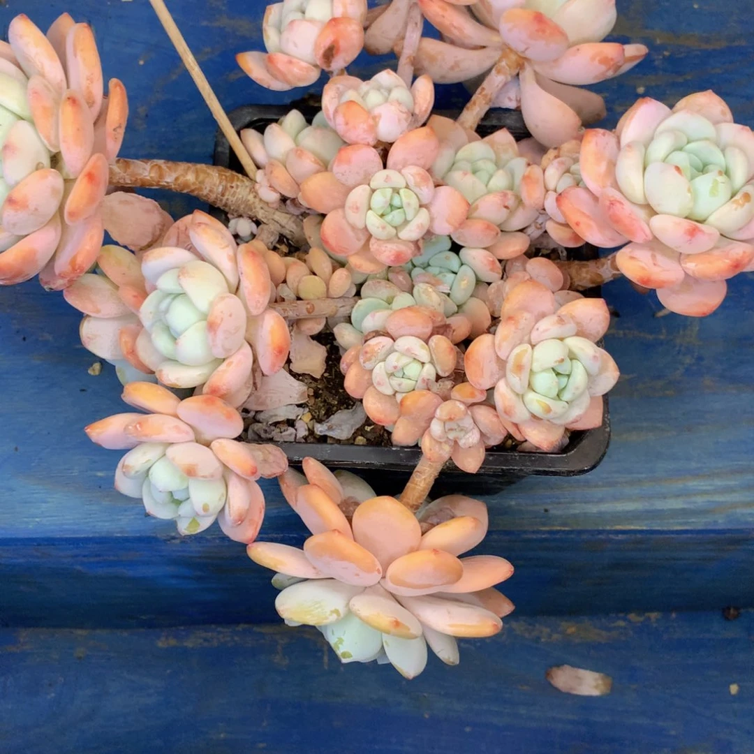 友家多肉一物一拍