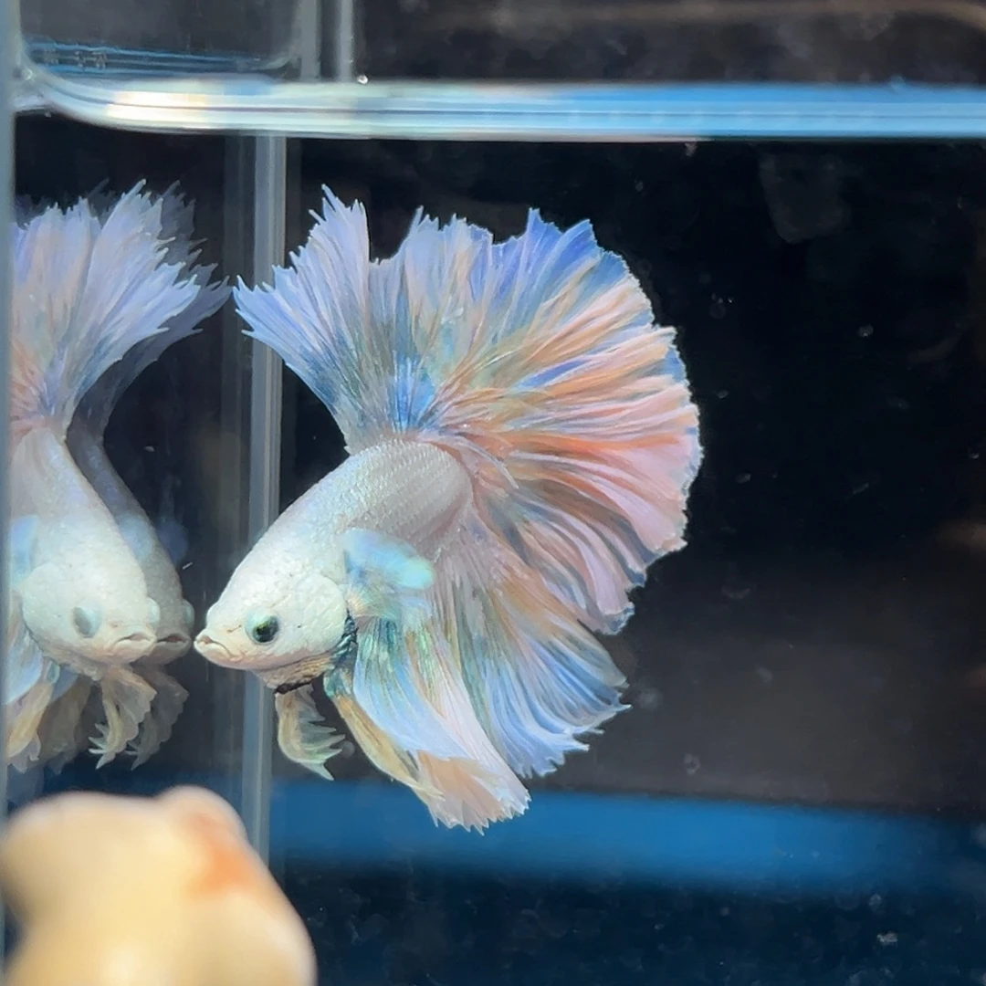 斗鱼66号破价清一些鱼