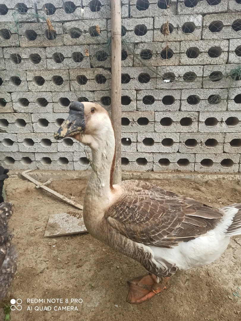 农村家养杂粮喂养土鹅狮头鹅370天顺丰包邮可活可生鲜一物一拍