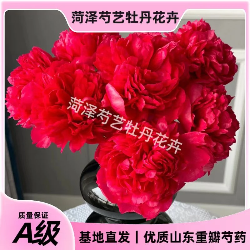 现货航空冷链【御前表演 A+级 头茬大花苞】重瓣芍药鲜切花