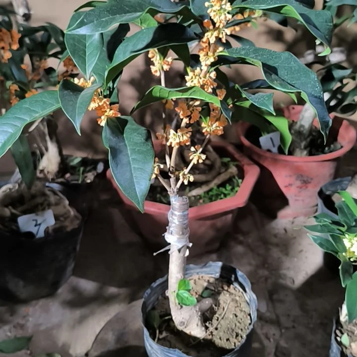 媛***媛完全开放八月桂红双喜