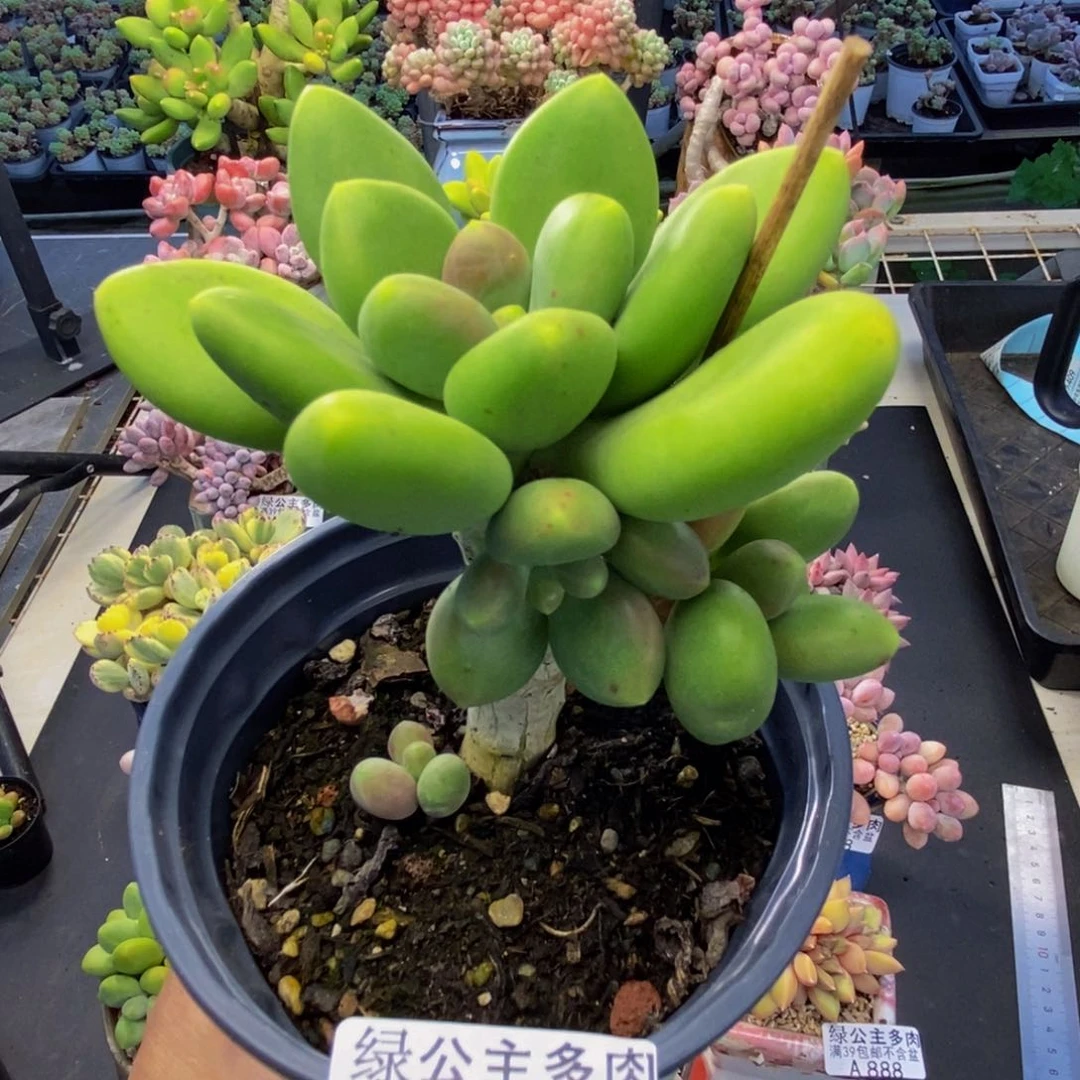 920芒果奶多肉7c m