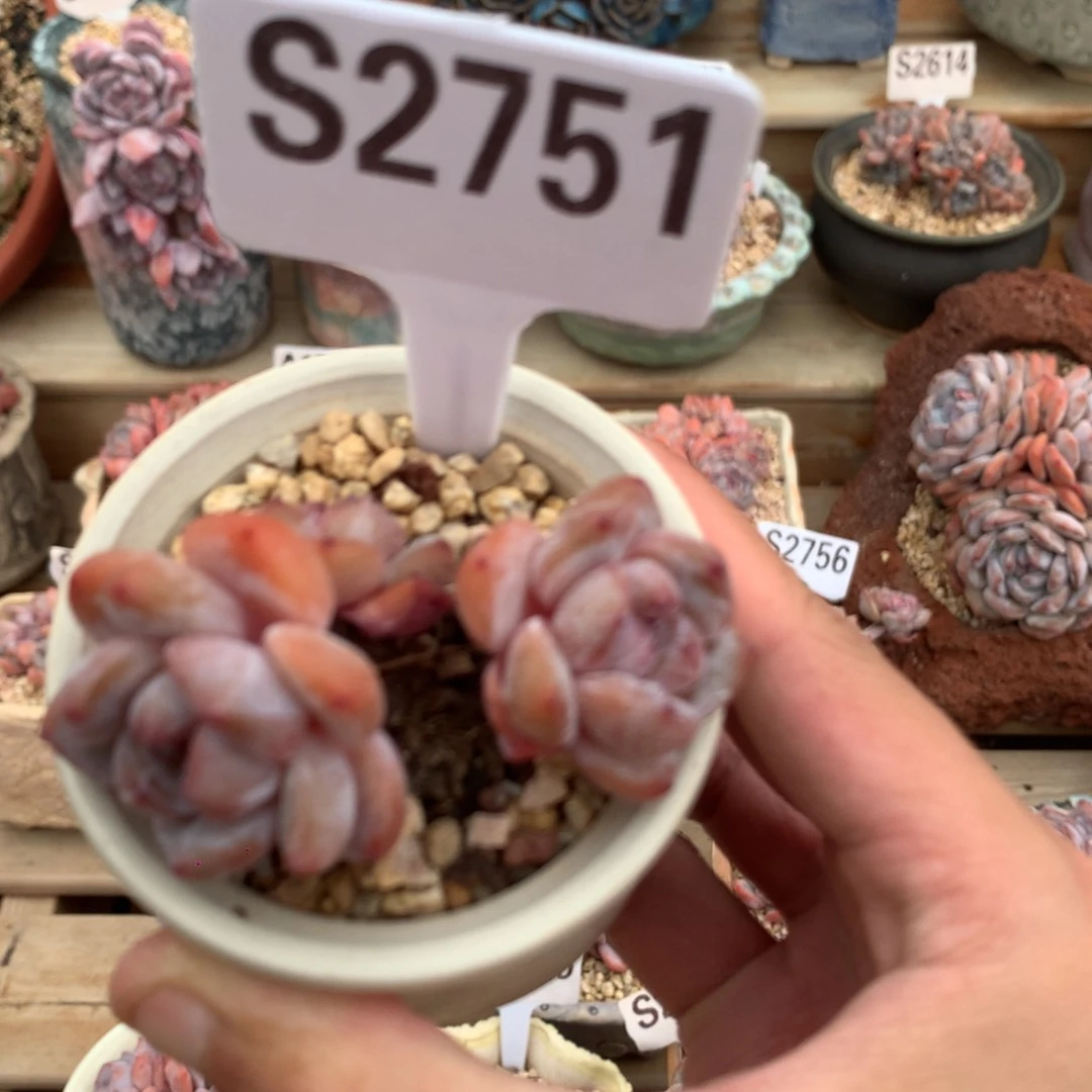 R***yS2751 粉星影 散的 7cm