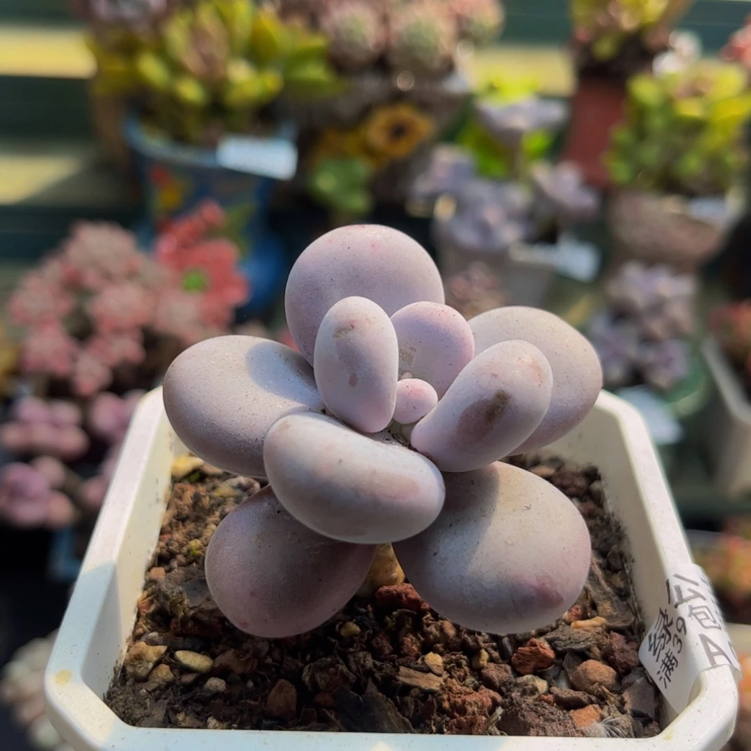 954水光针8cm多肉