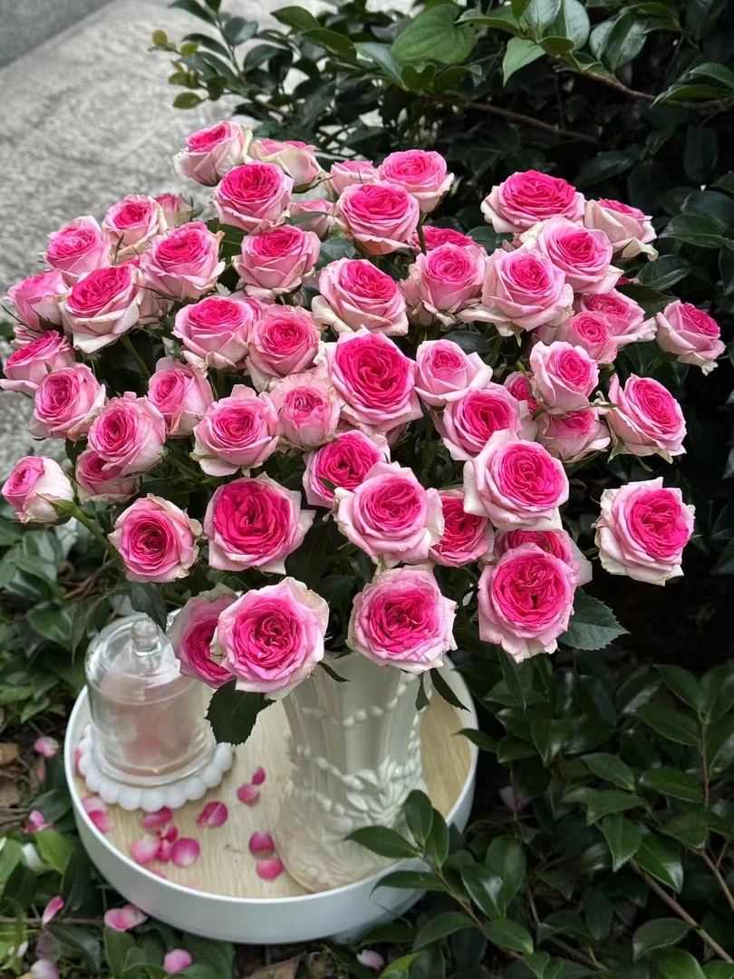 【陌上花开】草莓酥卷-多头玫瑰（收到请带包装醒花~）