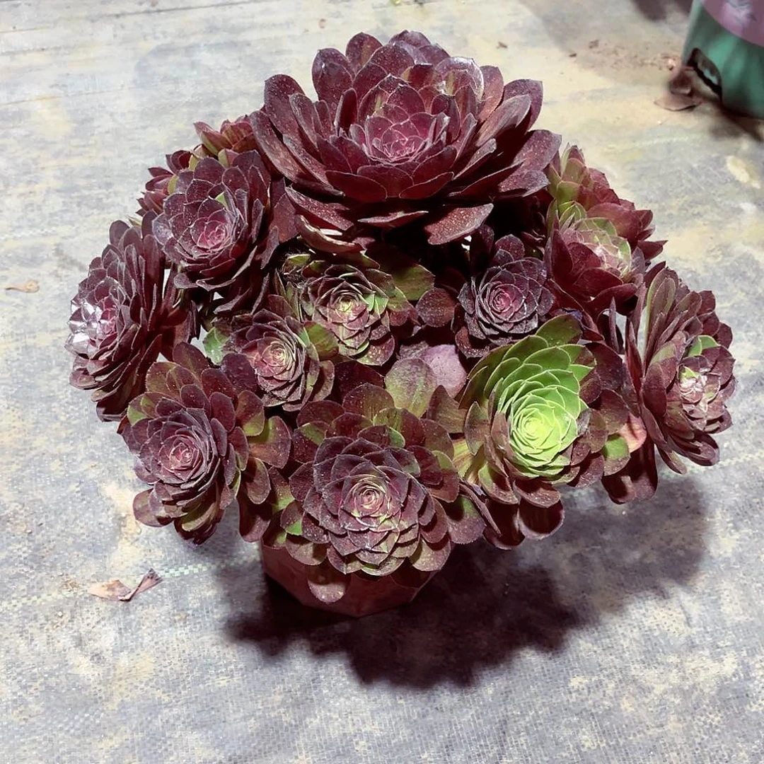 法师多肉哈哈哈哈