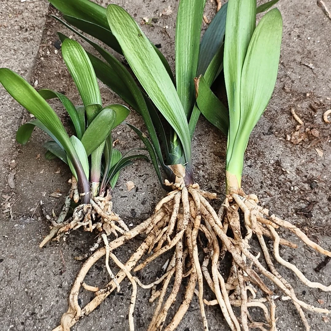 爱***鱼完全开放盲盒大苗十棵特惠