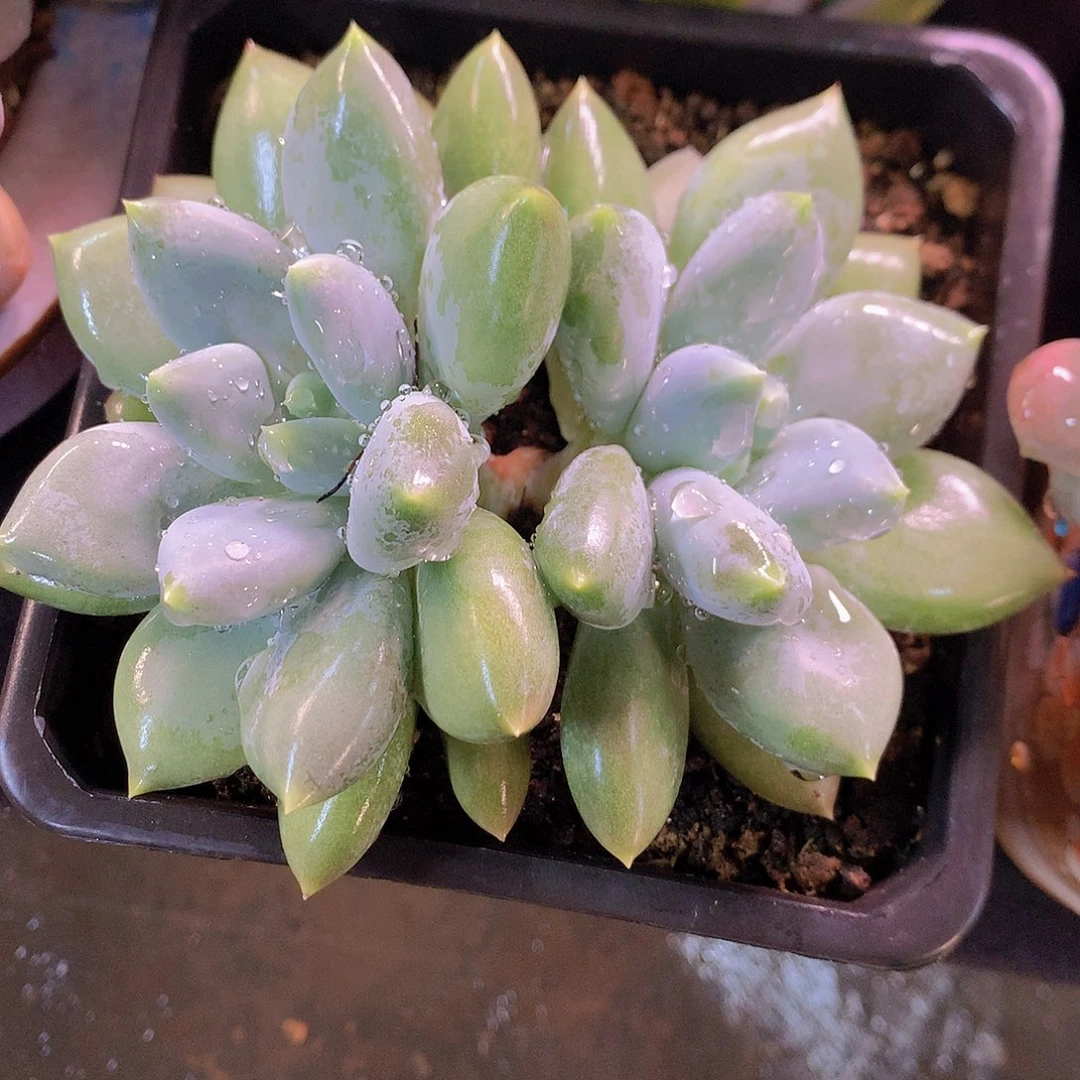 黄胖体哥特多肉一物一拍