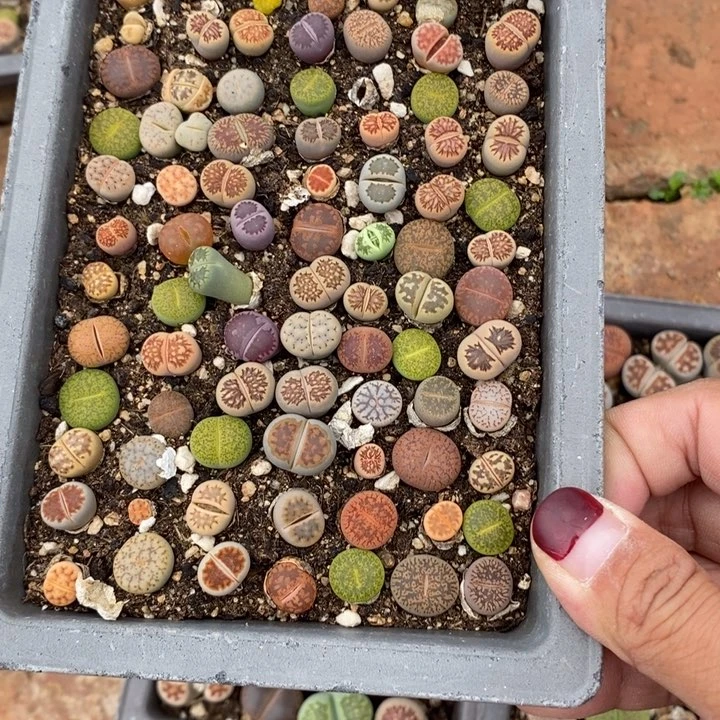 三*生石花等植物719