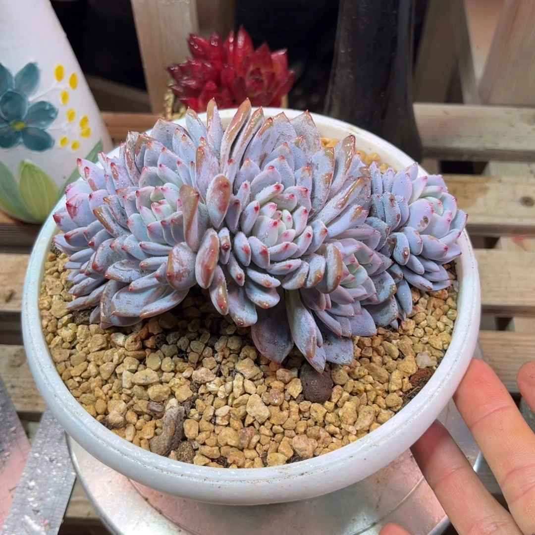 星星橙朵朵缀suzijinvku